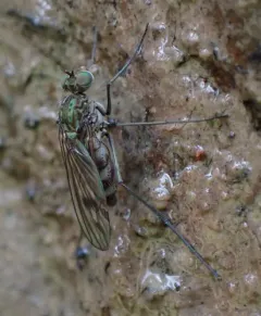 Liancalus limbatus thumbnail 4