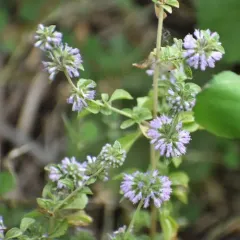 Pennyroyal thumbnail 3