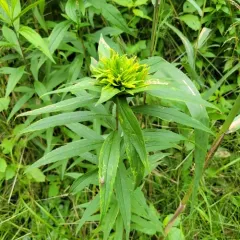 Giant Goldenrod Bunch Gall Midge thumbnail 3