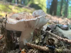Blushing Bride Amanita thumbnail 2