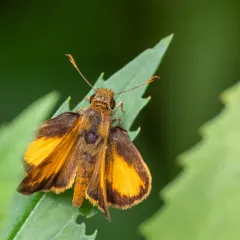 Zabulon Skipper thumbnail 4