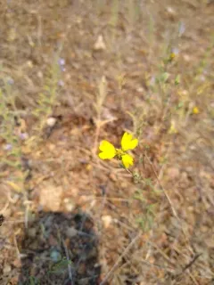 Oregon western rosinweed thumbnail 1