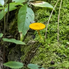 Yellow Deer Mushroom thumbnail 5