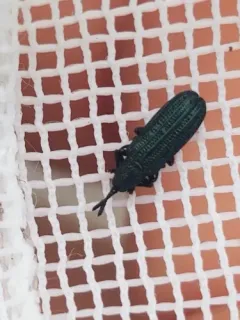 Anisostena californica thumbnail 4
