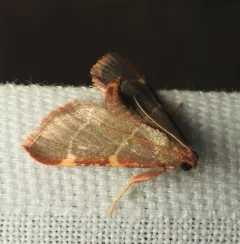 Pink-fringed Dolichomia Moth thumbnail 1
