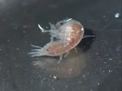 Hyperia medusarum thumbnail 2