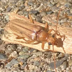 Ortholeptura valida thumbnail 3