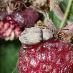 Otiorhynchus raucus thumbnail 4