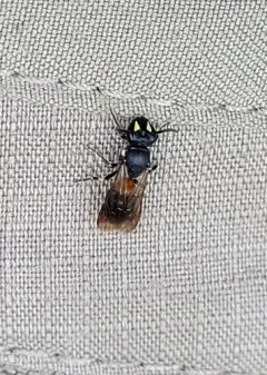 Nelumbo Masked Bee thumbnail 2