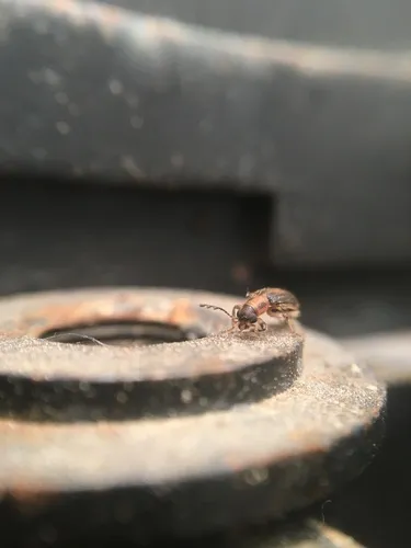 Cregya oculata