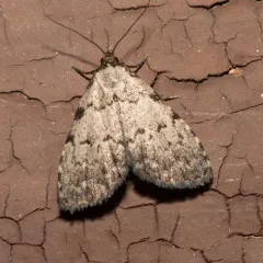 Spot-edged Dyspyralis Moth thumbnail 4
