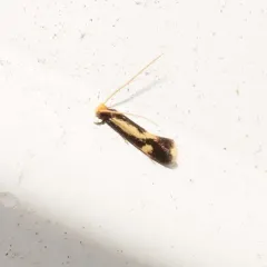 Old Gold Isocorypha Moth thumbnail 4
