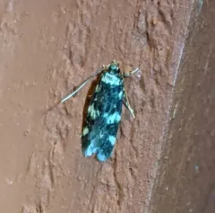 Four-spotted Yellowneck Moth thumbnail 2