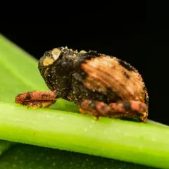 Cryptorhynchus fuscatus thumbnail 3