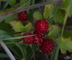 small-leaf bramble thumbnail 3