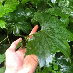 Broad-leaf Waterleaf thumbnail 4