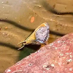 Sooty-winged Chalcoela Moth thumbnail 4