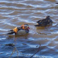 Mandarin Duck thumbnail 2