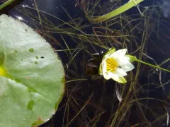 Dwarf Water-lily thumbnail 2