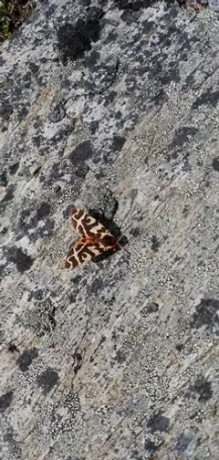 Kluane Tiger Moth thumbnail 2