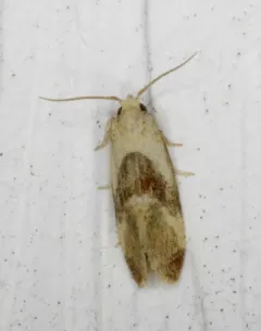 Phalonidia lepidana thumbnail 3