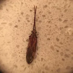 Eastern Ashen Reticulated Beetle thumbnail 2