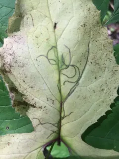 Ophiomyia congregata thumbnail 2