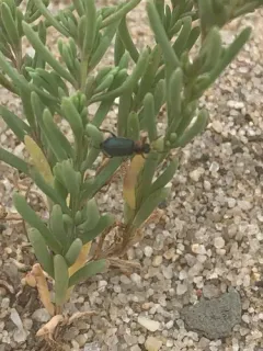 Eastern Coastal Collops thumbnail 3