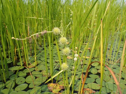 Branching Bur-reed
