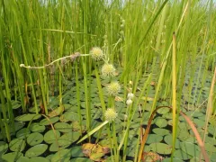 Branching Bur-reed thumbnail 1
