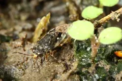 Micracanthia humilis thumbnail 3