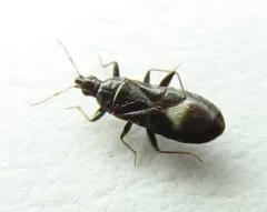 Dufouriellus ater thumbnail 3