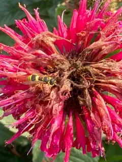 Wall Mason Wasp thumbnail 3