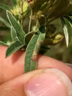 Tentiform Bean Leafminer thumbnail 3