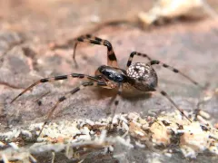 Tapinopa bilineata thumbnail 4