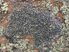 Single-spored Map Lichen thumbnail 1