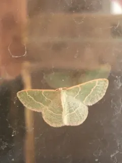 Chlorochlamys triangularis thumbnail 2