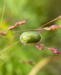 Sunflower Tortoise Beetle thumbnail 2