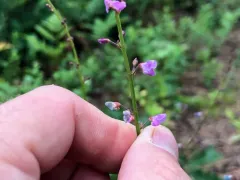 Little-leaf Tick-clover thumbnail 2