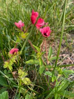 Nepalese cinquefoil thumbnail 2