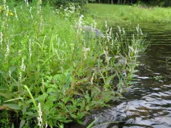 Stout Smartweed thumbnail 2