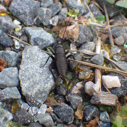 Spring Field Cricket