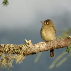 Western Flycatcher thumbnail 2