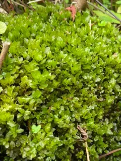 River Thyme Moss thumbnail 2
