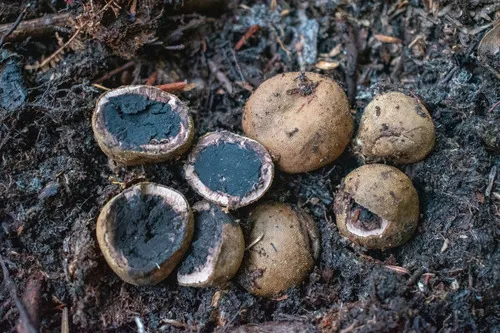 Elaphomyces asperulus