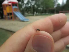 Curculio rubidus thumbnail 4