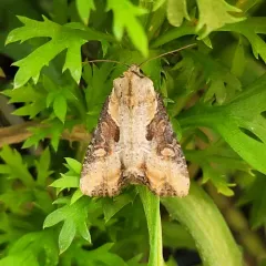 Double-lobed Moth thumbnail 4