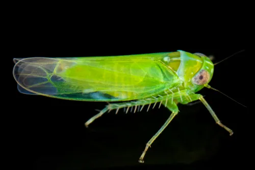 Apple Leafhopper