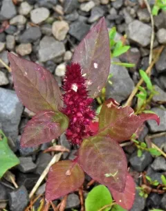 Red amaranth thumbnail 3