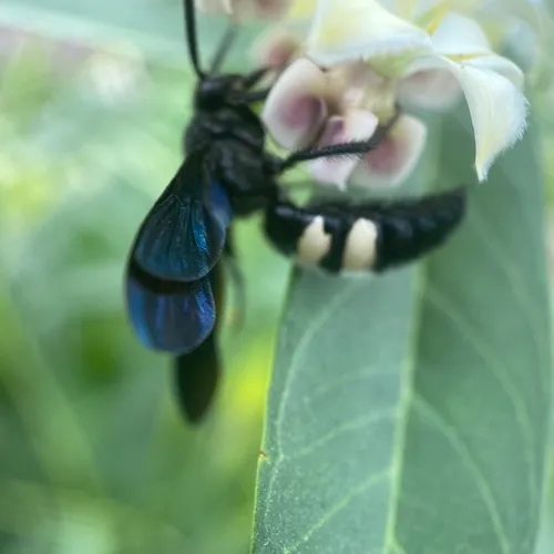 Double-banded Scoliid Wasp